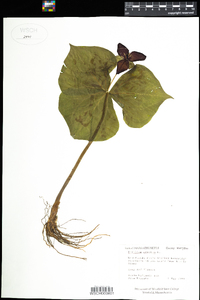 Trillium erectum image