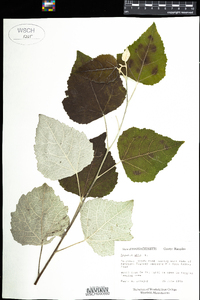 Populus alba image