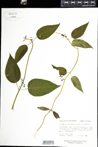 Cynanchum louiseae image