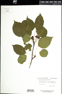 Pyrus calleryana image