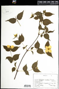 Rhodotypos scandens image