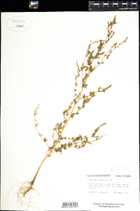 Chenopodium album image