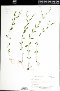 Linum virginianum image