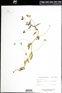 Viola bernardii image