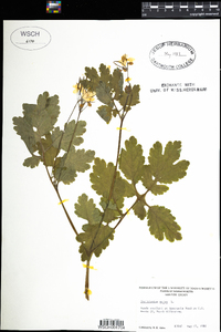 Chelidonium majus image