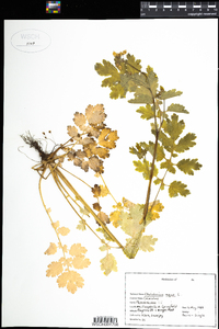 Chelidonium majus image