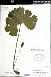 Sanguinaria canadensis image