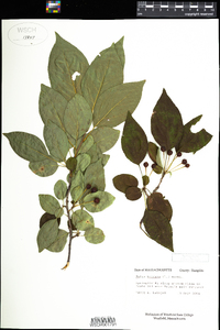 Malus baccata image