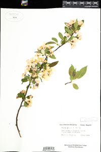 Malus pumila image