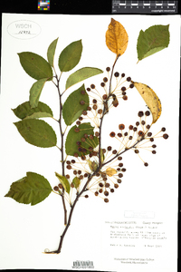 Malus toringo image