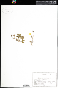 Potentilla canadensis image