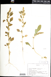 Amaranthus hybridus image