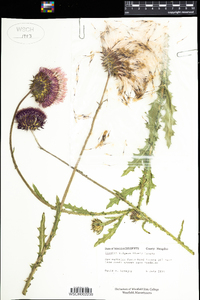Cirsium vulgare image