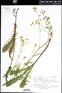 Crepis capillaris image