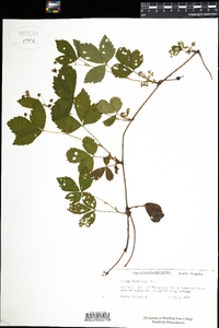 Rubus hispidus image