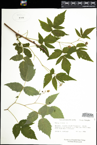 Rubus idaeus image