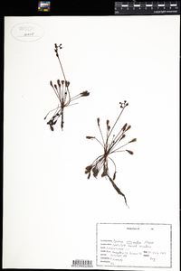 Drosera intermedia image