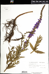 Lythrum salicaria image