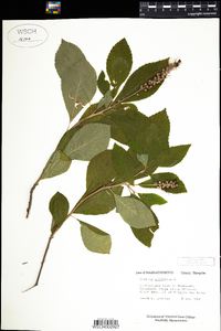 Clethra alnifolia image