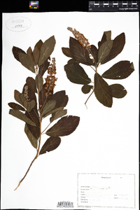 Clethra alnifolia image