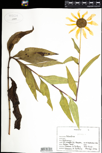 Helianthus annuus image