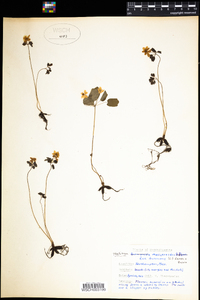 Thalictrum thalictroides image