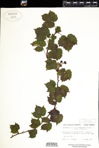 Parthenocissus tricuspidata image