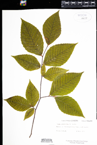 Fagus grandifolia image