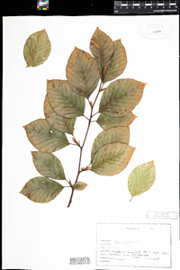 Fagus sylvatica image