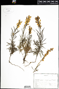 Linaria vulgaris image