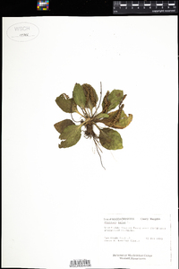 Plantago major image