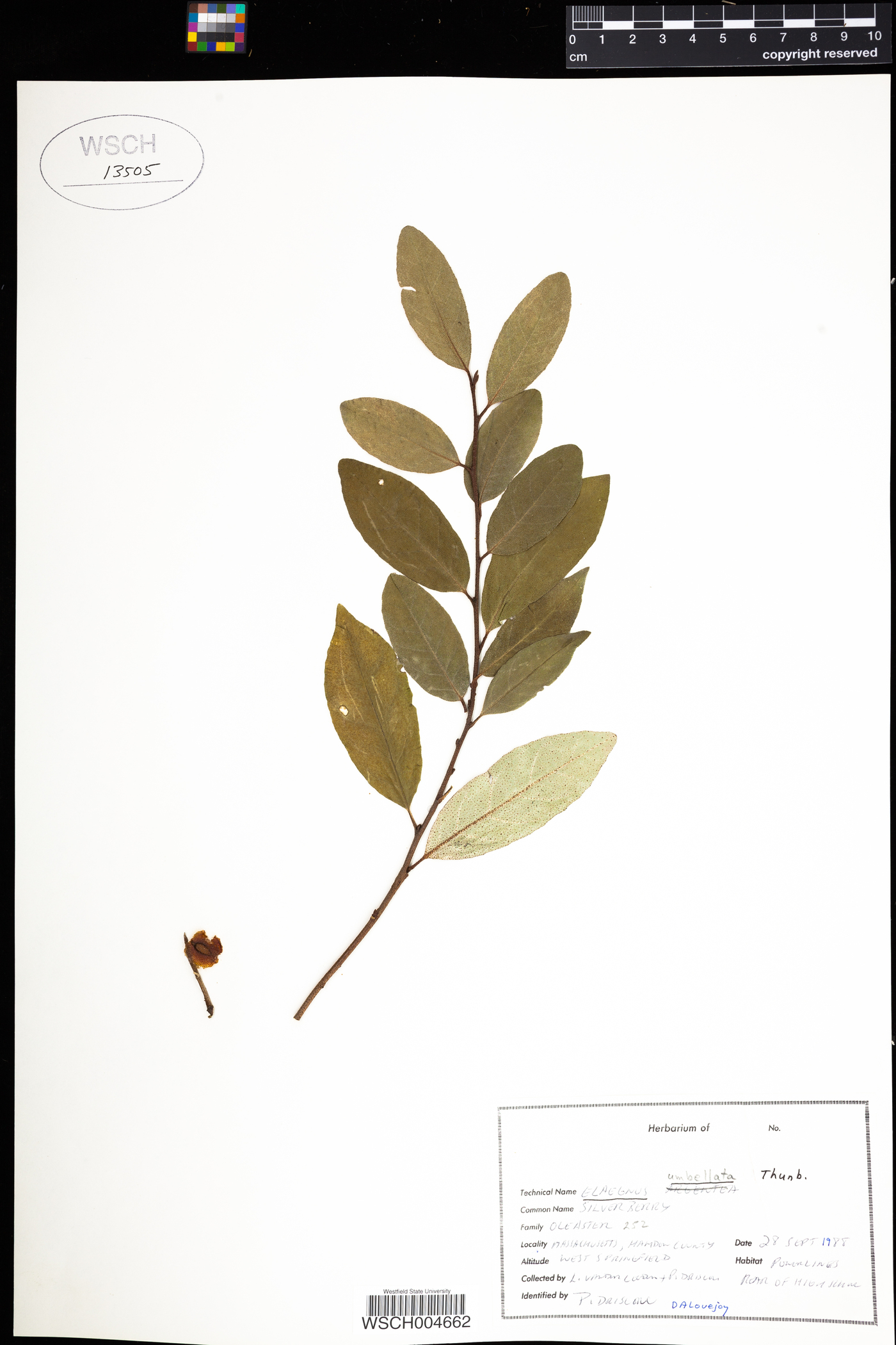 Elaeagnaceae image