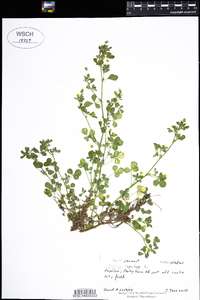 Medicago lupulina image