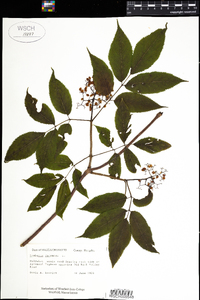 Sambucus racemosa image