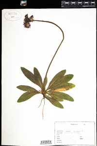 Hieracium aurantiacum image
