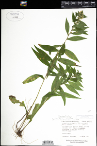 Symphyotrichum lateriflorum image