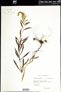 Solidago canadensis image