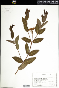 Apocynum cannabinum image