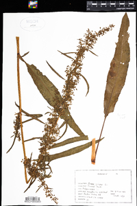 Rumex crispus image