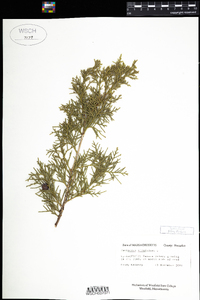 Juniperus virginiana image