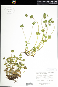 Lamium amplexicaule image