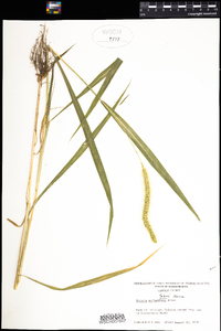 Setaria faberi image