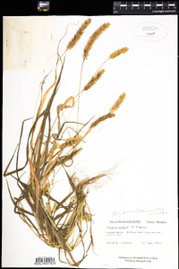 Setaria pumila image