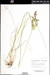 Poa pratensis image