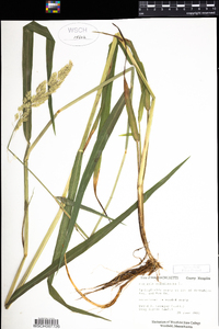 Phalaris arundinacea image