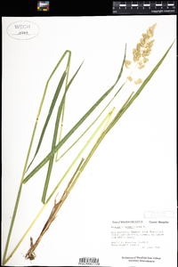 Phalaris arundinacea image