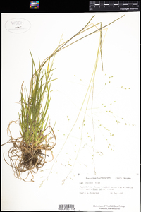 Poa alsodes image