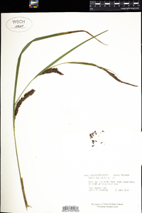 Carex lacustris image