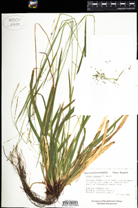 Carex arctata image