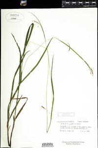 Carex gracillima image